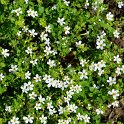 Bacopa diffusa 'Utopia melange'